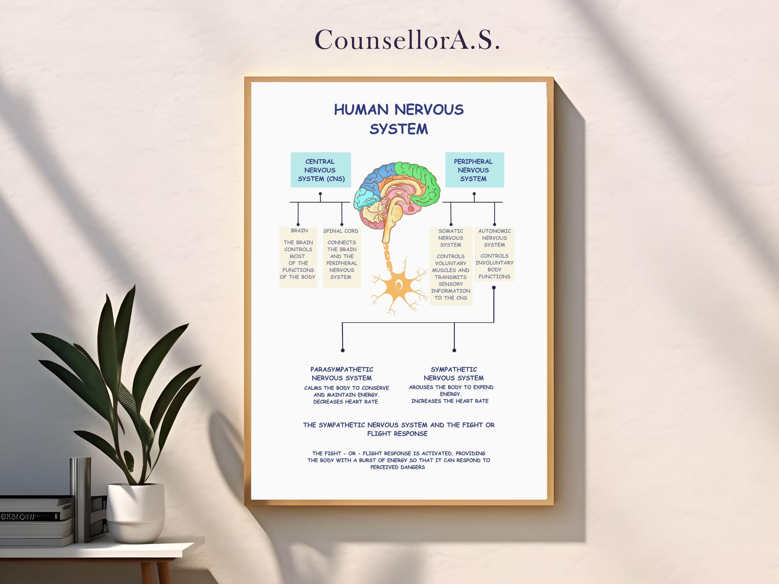 Human Nervous System - Self-care Poster - Therapeutic Environment ...