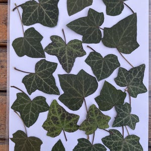 20 gepresste getrocknete Efeu Blätter 4,5 bis 6 cm breit  Hedera helix  unbehandelte naturbelassene Blätter aus Brandenburg