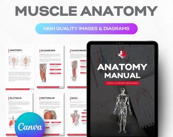 Plantilla de anatomía humana, guía de grupos musculares, cuerpo humano, manual de biología y ciencias del deporte con imágenes