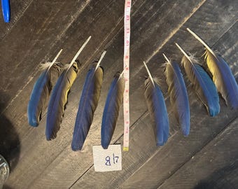 4B- Eight Macaw feathers