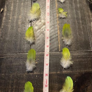 G2- 10 Lime Green Parrot Feathers