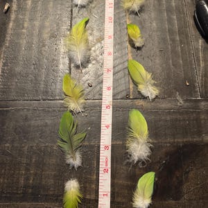 G3- 10 Lime Green Parrot Feathers