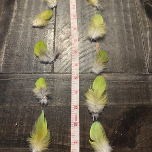 G1- 10 Lime Green Parrot Feathers