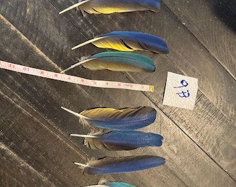 9B- Eight Macaw feathers