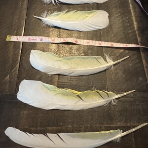 May include: Five white and pale green feathers are arranged on a dark wooden surface. A measuring tape shows the length of the feathers. The feathers have a soft, delicate appearance, with a mix of white and light green hues.