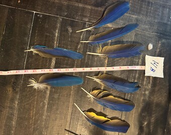 14B- Eight Macaw feathers
