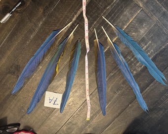 6A- Five Macaw Tail feathers