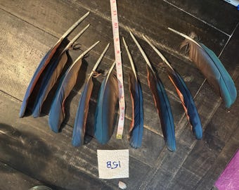 15B- Eight Macaw feathers