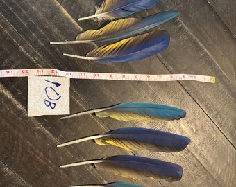 10B- Eight Macaw feathers