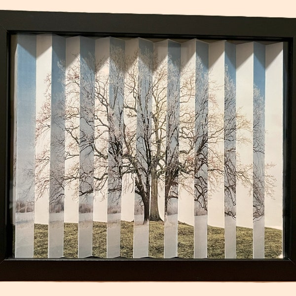 Photographie cinétique de chêne, Agamograph, hiver et printemps