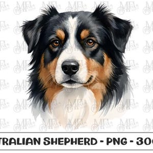 May include: A watercolor illustration of an Australian Shepherd dog's face. The dog has black, brown, and white fur, with brown eyes and a black nose. The text "AUSTRALIAN SHEPHERD - PNG - 300 DPI" is at the bottom.