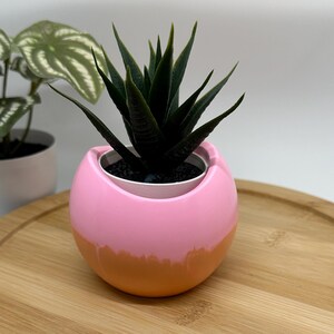 May include: A pink and orange ceramic planter with a succulent plant inside. The planter is shaped like an egg and has a white inner pot.