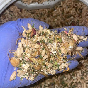 以下が含まれることがあります： 手袋をはめた手が、乾燥した昆虫、種子、植物性物質の混合物を持っています。この混合物には、明るい色の幼虫、種子、乾燥した花が含まれています。背景には白い容器が写っています。