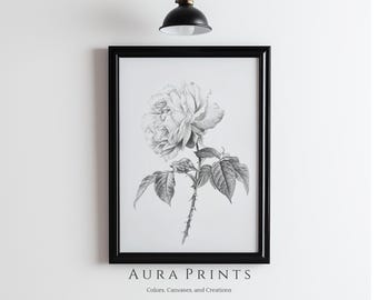 Boceto botánico a lápiz de rosa antigua / Descarga digital / Decoración de pared neutra / Regalo de granja vintage / Arte infantil de cabaña 1130