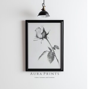 May include: Black and white framed pencil drawing of a rose with a stem and leaves. The artwork is displayed on a white wall. The frame is black. The text "AURA PRINTS" and "Colors, Canvases, and Creations" are at the bottom.
