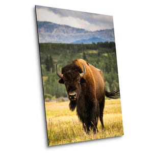 Bison Photo Print, American Buffalo, Nature Photography, Wildlife Photography, Cabin Decor - Print/Canvas/Acrylic/Metal Wall Art