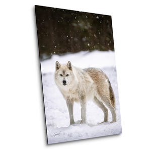 Grey Wolf Photo Print, Nature Photography, Wildlife Photography, Cabin Decor - Print/Canvas/Acrylic/Metal Wall Art