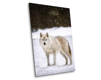 Grey Wolf in Snow Photo Print: Wildlife Nature Photography, Cabin Wall Art