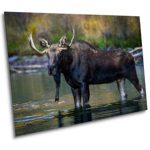 Bull Moose Photo Print - Colorado Wildlife Prints - Wildlife Photography Print/Canvas/Acrylic/Metal Wall Art