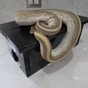 Puede incluir: Una serpiente de color claro con marcas marrones y beige está enrollada sobre una pequeña plataforma de madera negra. La plataforma tiene una parte superior rectangular y diseños recortados en los lados. Las escamas de la serpiente son visibles, y el fondo es una superficie clara.