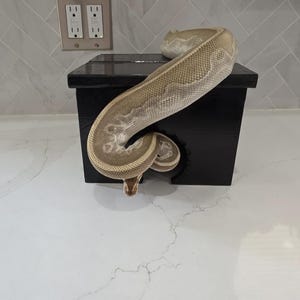 May include: A beige and brown ball python is draped over a small, black, wooden reptile hide. The snake is partially coiled, with its head near the opening of the hide. The hide is rectangular with a circular opening.