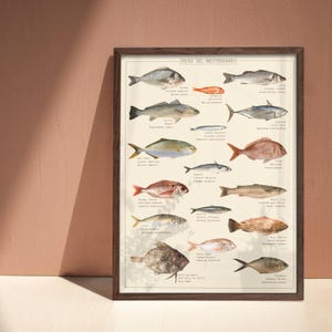 Poster di pesci con traduzioni dei nomi delle specie / Illustrazione originale del Mediterraneo / Grafico della vita marina retrò