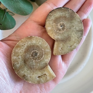Ammonite Pair, Fossil Gemstone, Ammonite