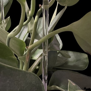 May include: A clear acrylic plant stake is used to support a green leafy plant. The stake is tall and slender, and it is inserted into the soil of the plant pot.