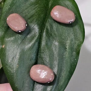 Könnte beinhalten: Drei braune Bohnen mit weißen Punkten auf einem grünen Blatt.