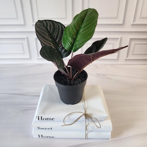 Small Artificial Calathea Plant in Pot - Realistic Faux Greenery