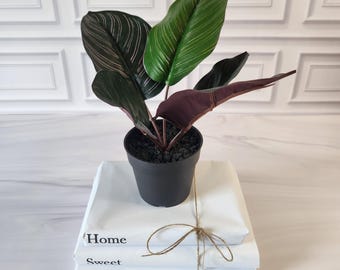 glanzmispel vor- und nachteile Glanzmispel Red Robin (Photinia x fraseri 'Red Robin') | 150-175 cm im Topf