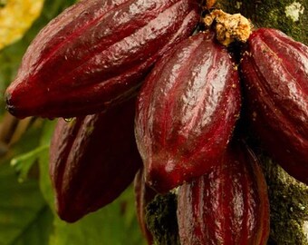 Chocolate Cacao Tree Seeds Cocoa Fruit Germination Seed Home Garden Plant