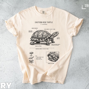 Könnte beinhalten: Elfenbeinfarbenes T-Shirt mit detaillierter Illustration einer östlichen Dosenschildkröte, einschließlich anatomischer Beschriftungen. Das Design zeigt ein Diagramm des Panzers und des Plastrons der Schildkröte. Der Text enthält den wissenschaftlichen Namen und die Maße in cm.