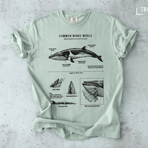 May include: A light green t-shirt featuring a detailed illustration of a Common Minke Whale, including anatomical diagrams and the text "COMMON MINKE WHALE". The whale illustration is in black and white, with measurements in feet and meters.