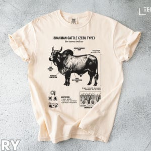 Puede incluir: Camiseta de color marfil con una ilustración detallada de un ganado Brahman (tipo Cebú). El gráfico incluye etiquetas anatómicas y texto, con las palabras "Brahman Cattle (Zebu Type)" en la parte superior. La altura es de hasta 2,3 m.