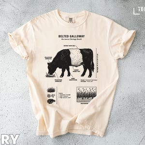 Galloway T-shirt: Bältad ko-ras, arvsras, nallat huvud, tydligt vitt bälte