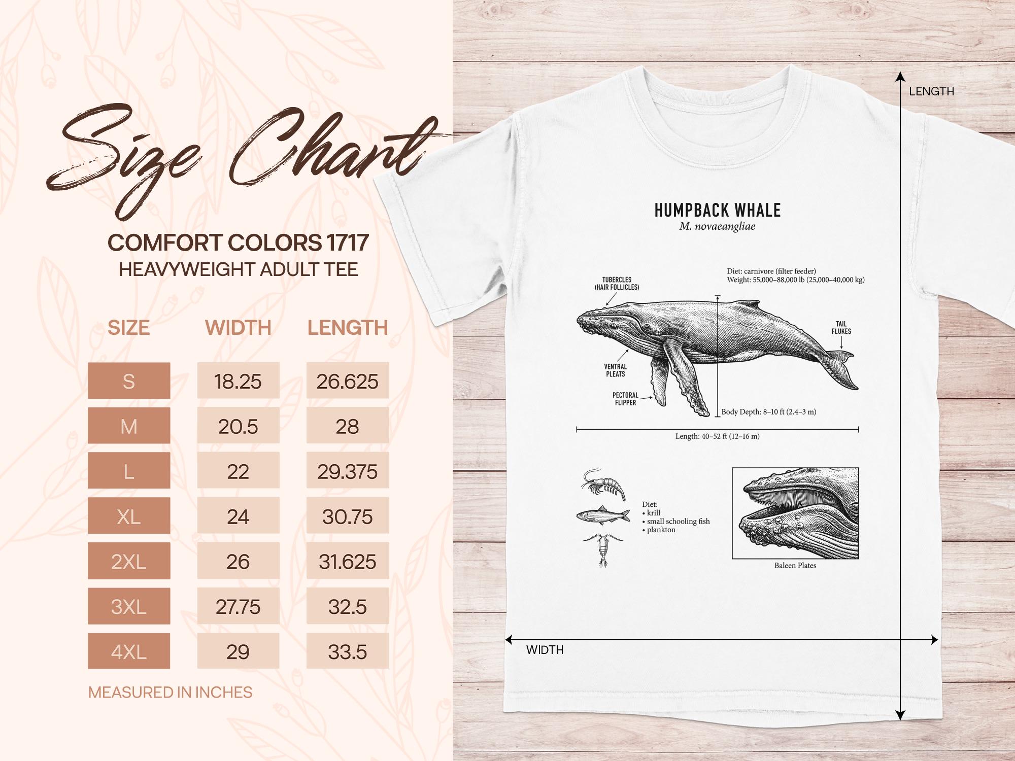 Humpback Whale T-shirt: Scientific Illustration, Marine Biology