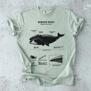 May include: A light green t-shirt featuring a detailed illustration of a Bowhead Whale, including anatomical details and measurements. The shirt also includes the text "BOWHEAD WHALE Balaena mysticetus".