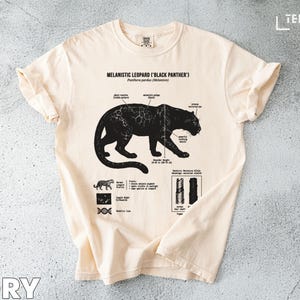 Puede incluir: Camiseta color marfil con una ilustración de pantera negra y anotaciones científicas. El texto "MELANISTIC LEOPARD ('BLACK PANTHER')" está impreso. Cuello redondo y mangas cortas. Altura del hombro: 28-35 cm.