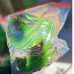 Green Southern Magnolia Leaf Litter, Dried Leaves, Organic Leaf Litter, leaves for Bioactive, Isopods, Millipedes, Vivaruims