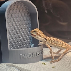 May include: A light gray, 3D-printed reptile habitat with a honeycomb pattern and the name "NORBERT" on the base. A tan and brown bearded dragon is positioned near the habitat, with its mouth slightly open.