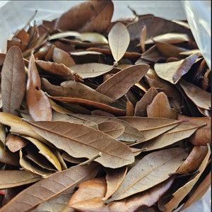 Southern Live Oak Leaf Litter, Isopod Leaf Litter, Dried Leaves, Organic Leaf Litter, leaves for Bioactive, Isopods, Millipedes, Vivaruims