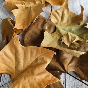 Sycamore Leaf Litter For Isopods, Millipedes, Tarantulas, Reptiles and Amphibians and other bioactive enclosures.