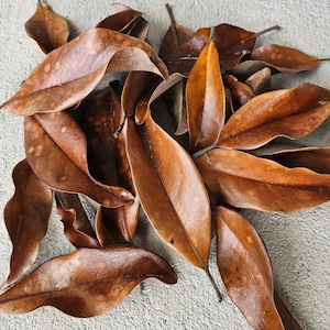 Southern Magnolia Leaf Litter, Isopod Leaf Litter, Dried Leaves, Organic Leaf Litter, leaves for Bioactive, Isopods, Millipedes, Vivaruim