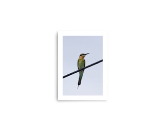 Blue-Tailed Bee-Eater bird unframed print. ORIGINAL PHOTOGRAPH.