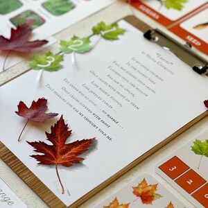 Maple Tree Unit Study, Homeschool Maple Tree Study, Morning Basket ...