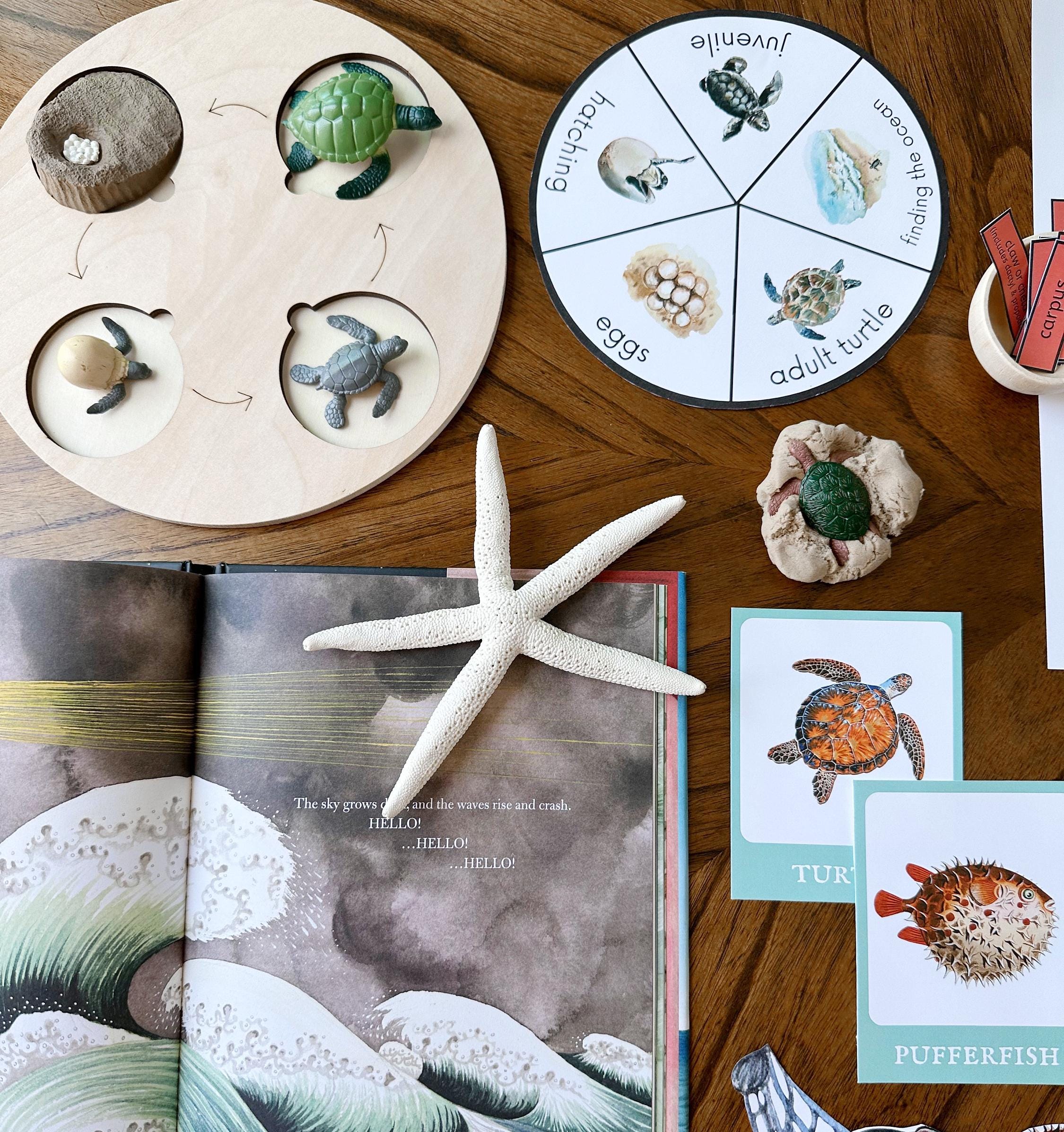 Ocean Unit Study Bundle, Marine Animals, Beach Study, Sea Life ...