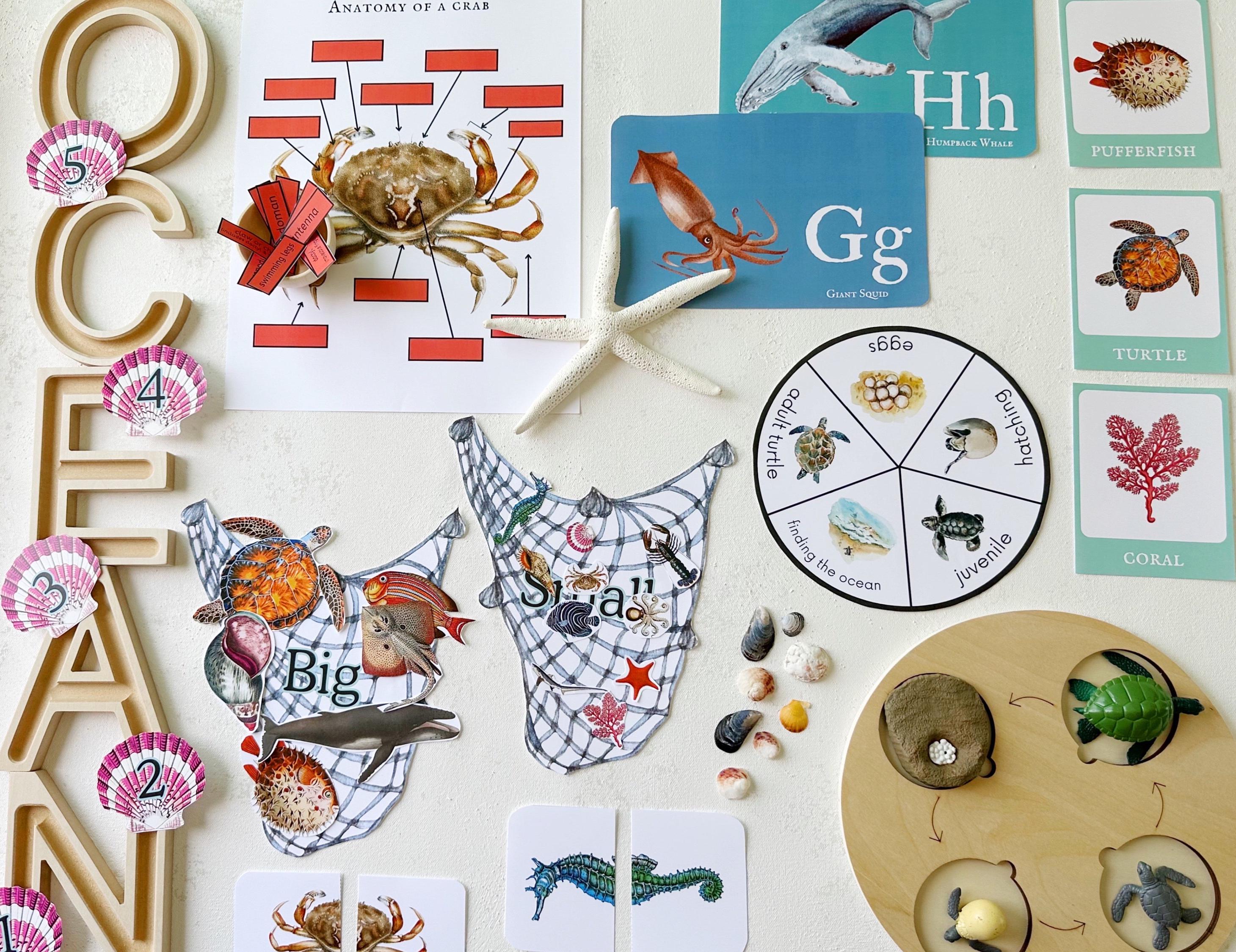 Ocean Unit Study Bundle, Marine Animals, Beach Study, Sea Life ...