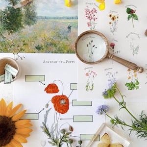 Wildflower Unit Study, Nature Study Kit, Wildflower Homeschool Unit, Morning Basket Activities, Printable Learning Resources