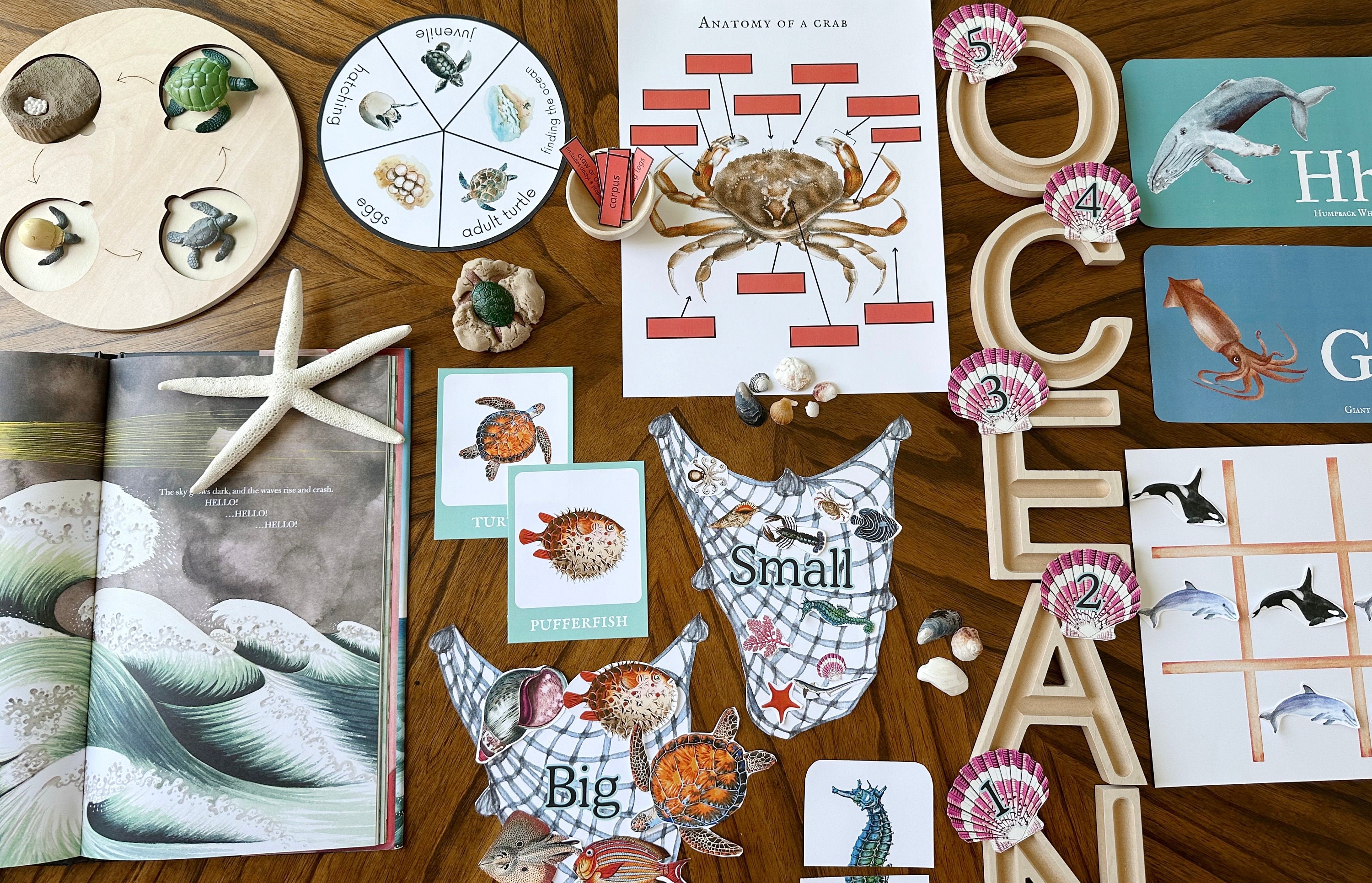 Ocean Unit Study Bundle, Marine Animals, Beach Study, Sea Life ...